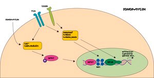イオノマイシン カルシウム塩 from Streptomyces conglobatus powder, ≥98% (HPLC)