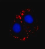 Monoclonal Anti-Myosin (Skeletal, Fast) antibody produced in mouse clone MY-32, ascites fluid