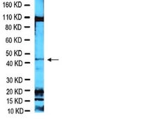 Anti-Brn-3a Antibody Chemicon®, from rabbit