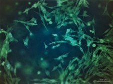 TissueFab® bioink&nbsp; Alg(Gel)ma -UV/365 nm