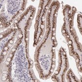 Anti-HNF4G antibody produced in rabbit Prestige Antibodies® Powered by Atlas Antibodies, affinity isolated antibody, buffered aqueous glycerol solution