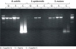 GenElute™ Bacterial Genomic DNA Kits sufficient for 350 purifications
