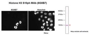 Anti-phospho Histone H3 (Ser10), clone 6G8B7 Antibody clone 6G8B7, 1 mg/mL, from rat