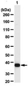 Anti-GAPDH Antibody from chicken, purified by affinity chromatography