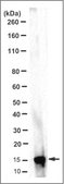 Anti-alpha-Synuclein (aa 121-125) Antibody, clone Syn211 (Ascites Free) clone Syn211, from mouse