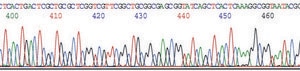 GenElute™ Plasmid Miniprep Kit sufficient for 70 purifications