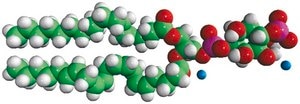 Brain PI(4)P Avanti Research™ - A Croda Brand 840045P, powder