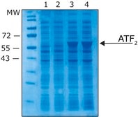 Isopropyl β-D-thiogalactopyranoside solution ReadyMade IPTG solution for Blue-white screening