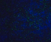 Monoclonal Anti-ORAI1 antibody produced in mouse clone 3F6H5, purified immunoglobulin, buffered aqueous solution