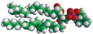 18:0-20:4 PC 1-stearoyl-2-arachidonoyl-sn-glycero-3-phosphocholine, chloroform
