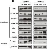 Monoclonal Anti-PSF antibody produced in mouse clone B92, purified from hybridoma cell culture