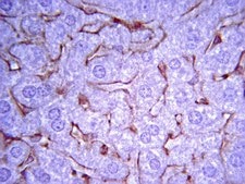 Anti-Collagen Antibody, Type IV Chemicon®, from rabbit