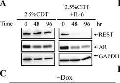 Anticuerpo anti-REST from rabbit, purified by affinity chromatography