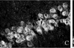 Anti-NeuN Antibody, clone A60 clone A60, Chemicon&#174;, from mouse
