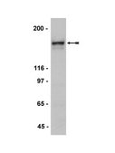 Anti-NR2A Antibody Upstate®, from rabbit