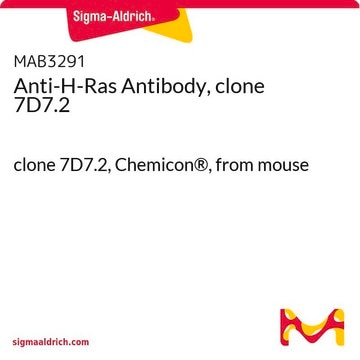 Anti-H-Ras Antibody, clone 7D7.2 clone 7D7.2, Chemicon®, from mouse