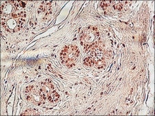 Anti-Histone H3 antibody produced in rabbit IgG fraction of antiserum, buffered aqueous solution