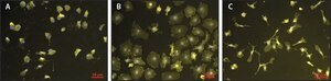 Cytochalasin D from Zygosporium mansonii, ≥98% (TLC and HPLC), powder