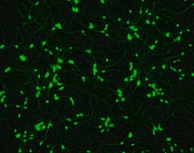 Human Spinal Motor Neurons Human iPSC line, Fully differentiated, Healthy Male Control (no known neurological disorders), Cryopreserved