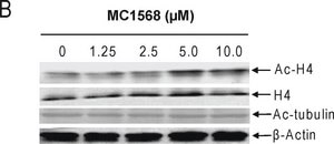 Anti-Acetylated Tubulin antibody, Mouse monoclonal clone 6-11B-1, purified from hybridoma cell culture