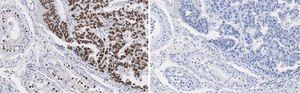 Anti-Nanog Antibody, clone 4C17 ZooMAb® Rabbit Monoclonal recombinant, expressed in HEK 293 cells