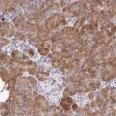 Anti-RNASE1 antibody produced in rabbit Prestige Antibodies® Powered by Atlas Antibodies, affinity isolated antibody, buffered aqueous glycerol solution