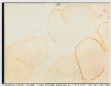 Anti-Dystrophin Antibody, mid-rod, clone 6D3 culture supernatant, clone 6D3, Chemicon®