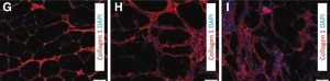 Anti-Rat Collagen Type I Antibody Chemicon®, from rabbit