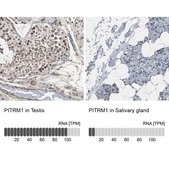抗PITRM1抗体 ウサギ宿主抗体 Ab1, Prestige Antibodies® Powered by Atlas Antibodies, affinity isolated antibody, buffered aqueous glycerol solution