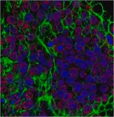 Anti-TLE1 Antibody from rabbit, purified by affinity chromatography
