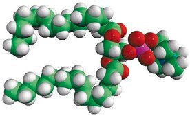15:0 PC 1,2-dipentadecanoyl-sn-glycero-3-phosphocholine, powder
