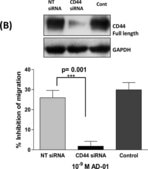 Anti-GAPDH antibody produced in rabbit ~1 mg/mL, affinity isolated antibody, buffered aqueous solution