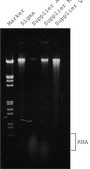 GenElute™ Plant Genomic DNA Miniprep Kit sufficient for 70 purifications