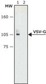 抗VSV-G抗体 ウサギ宿主抗体 affinity isolated antibody, buffered aqueous solution