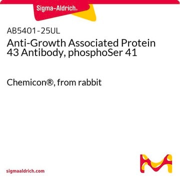 Anti-Growth Associated Protein 43 Antibody, phosphoSer 41 Chemicon®, from rabbit