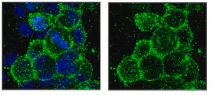 Anti-O4 Antibody, clone 81 clone 81 (mAB O4), Chemicon®, from mouse