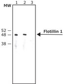 Anti-Flotillin 1 antibody produced in rabbit ~1 mg/mL, affinity isolated antibody, buffered aqueous solution
