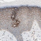 Anti-SEC16A antibody produced in rabbit Prestige Antibodies® Powered by Atlas Antibodies, affinity isolated antibody, buffered aqueous glycerol solution