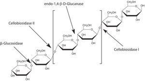 Driselase™ from Basidiomycetes sp. powder, Protein ≥10 % by biuret