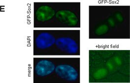 Anti-Sox2 Antibody Chemicon&#174;, from rabbit