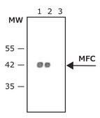 Anti-Mouse IgG (Fc specific)–Peroxidase antibody produced in goat affinity isolated antibody