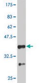 Monoclonal Anti-PTEN antibody produced in mouse clone 3E7, purified immunoglobulin, buffered aqueous solution