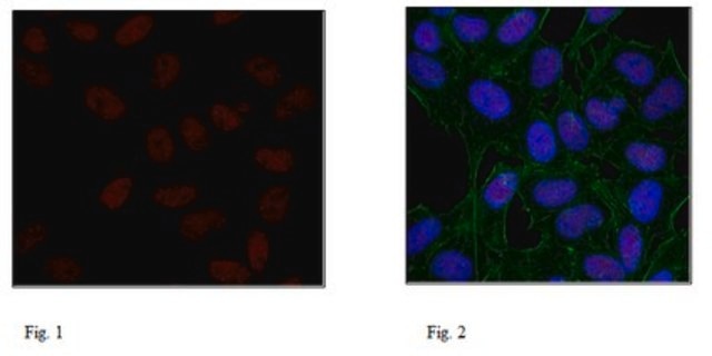 Anti-Histone H3.1 Antibody, clone 1D4F2 clone 1D4F2, 1 mg/mL, from rat