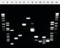 TitanワンチューブRT-PCRシステム sufficient for 100 reactions, kit of 1 (4 components), suitable for RT-PCR, hotstart: no
