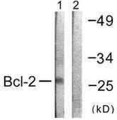 抗BCL-2 ウサギ宿主抗体 affinity isolated antibody