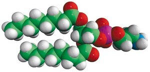 08:0 PE 1,2-dioctanoyl-sn-glycero-3-phosphoethanolamine, powder