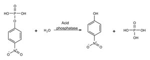 Acid phosphatase Assay Kit 1 kit sufficient for 1,000 assays (multiwell plates), 1 kit sufficient for 100 assays (tubes)