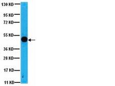 Anti-GSK-3b Antibody, a.a. 335-349 from rabbit, purified by affinity chromatography