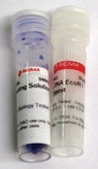 Lambda DNA EcoR I Hind III Digest for DNA electrophoresis