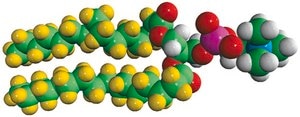 16:0 PC-d62 Avanti Research™ - A Croda Brand 860355P, powder